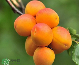 新鮮杏子可以放冰箱嗎？新鮮杏子怎么保存？