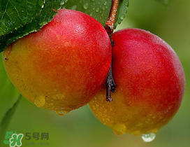 新鮮杏子怎么吃？新鮮杏子孕婦能吃嗎？