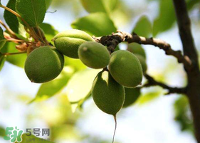 青杏怎么腌制？腌制青杏用糖比例