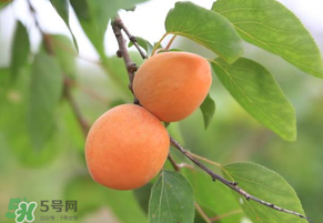 黃杏孕婦可以吃嗎？孕婦可以吃黃杏嗎？