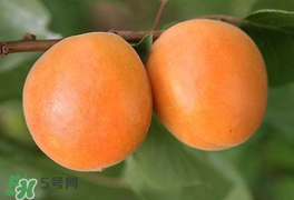 杏為什么不能多吃？杏為什么傷人?