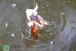 釣小龍蝦用什么餌？釣小龍蝦用什么誘餌最好？