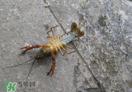 釣小龍蝦用什么餌？釣小龍蝦用什么誘餌最好？