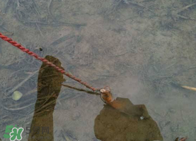 釣黃鱔用什么餌料？用什么釣黃鱔最好？