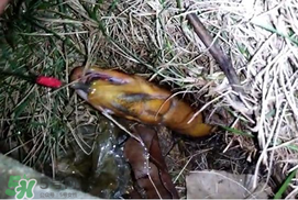 釣黃鱔用什么餌料？用什么釣黃鱔最好？