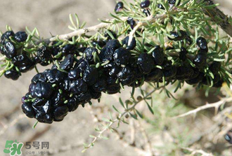 黑枸杞真假怎么辨別？黑枸杞真假辨別的方法