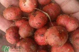 野地瓜賣多少錢一斤？野地瓜的功效與作用