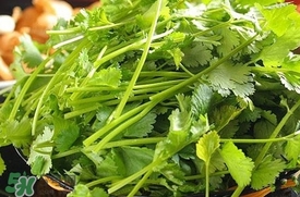 香菜是什么菜？香菜是陽痿草嗎？