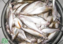翹殼是什么魚？翹殼魚多少錢一斤2017？