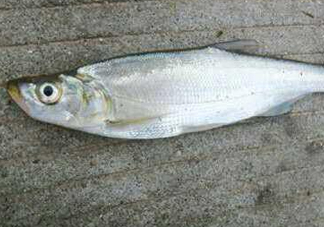 翹嘴魚(yú)怎么做好吃？翹嘴魚(yú)的做法