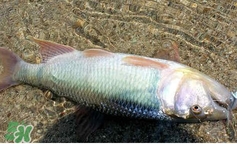 馬口魚怎么吃？馬口魚怎么做好吃？