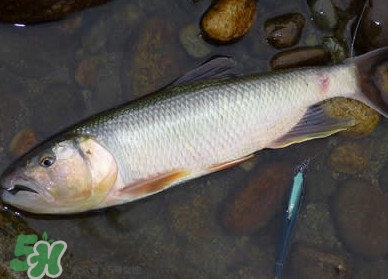 馬口魚多少錢一斤2017？野生馬口魚多少錢一斤？