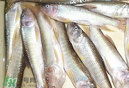 馬口魚怎么吃？馬口魚怎么做好吃？
