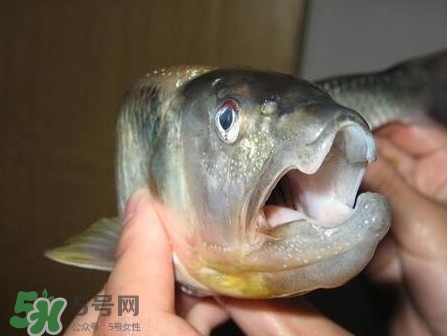 馬口魚怎么釣？馬口魚什么時(shí)候釣最好