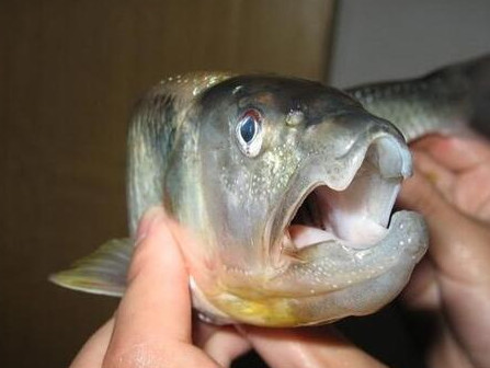釣馬口魚用什么餌料？釣馬口魚用什么打窩？