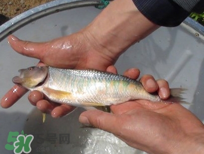 馬口魚喜歡吃什么？馬口魚一般生長在什么地方