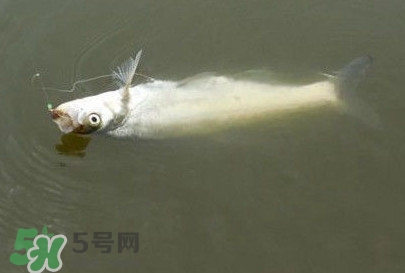 翹嘴魚怎么做好吃？翹嘴魚的做法