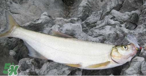 翹嘴魚(yú)是什么魚(yú)？翹嘴魚(yú)是淡水魚(yú)嗎