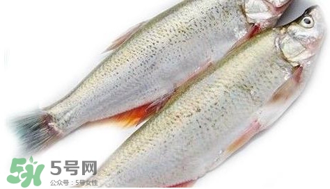 白條魚(yú)能長(zhǎng)多大？白條魚(yú)可以長(zhǎng)多大？