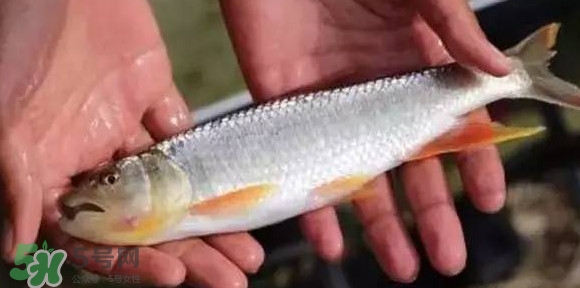 馬口魚能長多大？馬口魚最大能長多長？
