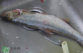 翹殼是什么魚？翹殼魚多少錢一斤2017？