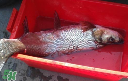 翹殼魚怎么做好吃？翹殼魚刺多嗎
