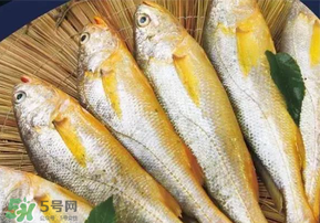 小黃魚(yú)長(zhǎng)大后會(huì)不會(huì)變成大黃魚(yú)？
