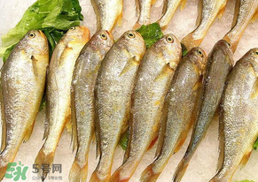 小黃魚(yú)長(zhǎng)大后會(huì)不會(huì)變成大黃魚(yú)？