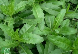 刺兒菜是蒲公英嗎？刺兒菜和蒲公英的區(qū)別