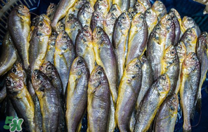 小黃魚多少錢一斤？野生小黃魚多少錢一斤？