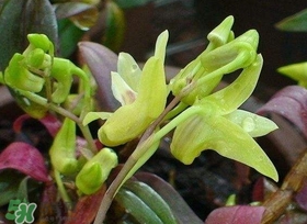 鐵皮石斛花多少錢一斤2017？石斛花多少錢一斤