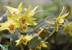 鐵皮石斛開(kāi)花了怎么辦？鐵皮石斛的花怎么吃