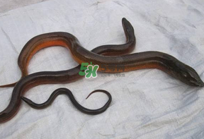 鱔魚(yú)可以養(yǎng)多久？鱔魚(yú)怎么養(yǎng)？
