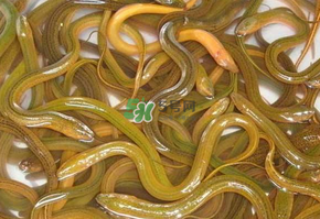 鱔魚(yú)可以養(yǎng)多久？鱔魚(yú)怎么養(yǎng)？