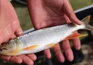 馬口魚能長多大？馬口魚最大能長多長？