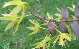 石斛花什么時候采摘？石斛花泡水喝有什么功效