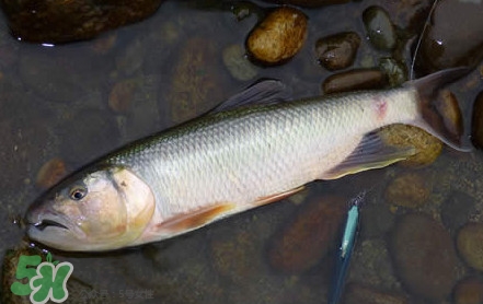馬口魚是海魚嗎？馬口魚是什么魚