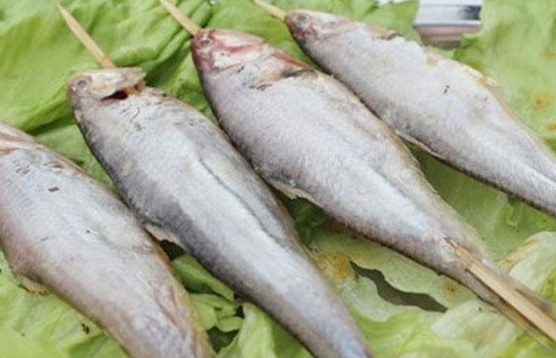 釣馬口魚用什么餌料？釣馬口魚用什么打窩？