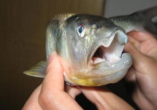 馬口魚怎么釣？馬口魚什么時候釣最好