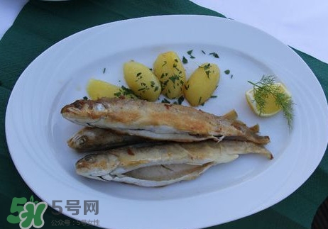 馬口魚能長多大？馬口魚最大能長多長？