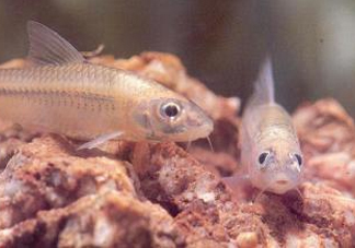 馬口魚能養(yǎng)殖嗎？馬口魚怎么養(yǎng)？