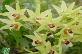 鐵皮石斛花多少錢一斤2017？石斛花多少錢一斤