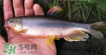馬口魚多少錢一斤2017？野生馬口魚多少錢一斤？