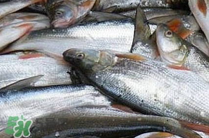 馬口魚怎么釣？馬口魚什么時(shí)候釣最好
