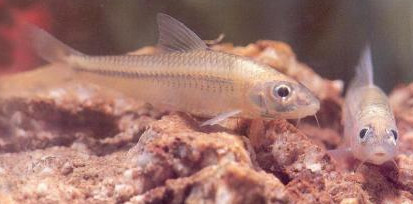 馬口魚(yú)能養(yǎng)殖嗎？馬口魚(yú)怎么養(yǎng)？