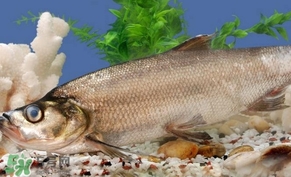 翹殼魚怎么做好吃？翹殼魚刺多嗎