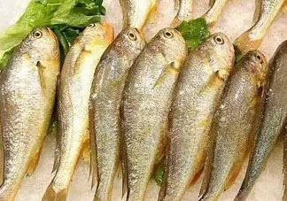 小黃魚可以養(yǎng)殖嗎？小黃魚能人工養(yǎng)殖嗎？