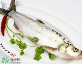 白條魚(yú)能長(zhǎng)多大？白條魚(yú)可以長(zhǎng)多大？