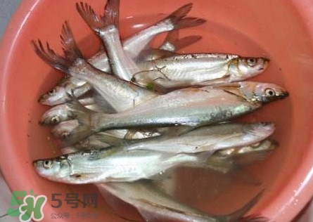 翹殼是什么魚？翹殼魚多少錢一斤2017？