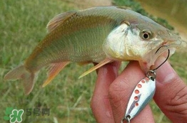 馬口魚怎么吃？馬口魚怎么做好吃？